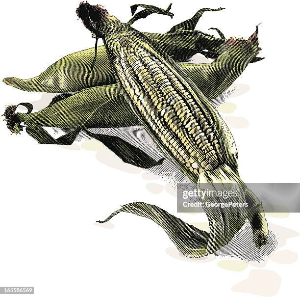 fresh corn - cornfield stock illustrations