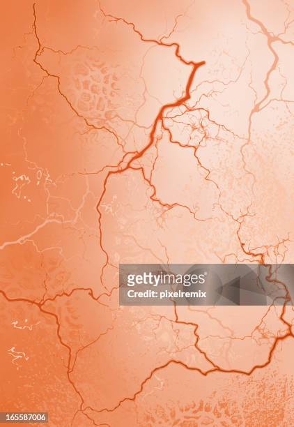 blood vessels - vein stock illustrations