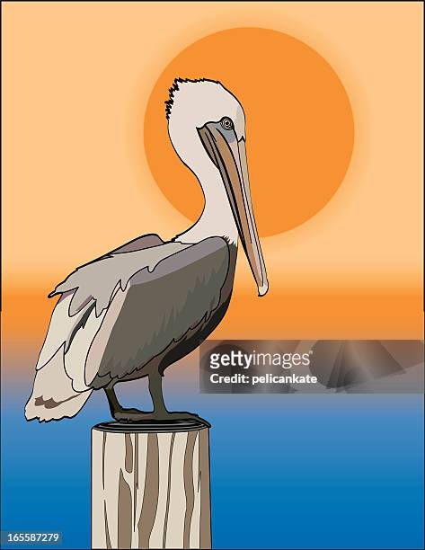 bildbanksillustrationer, clip art samt tecknat material och ikoner med pelican in the setting sun - pelicans