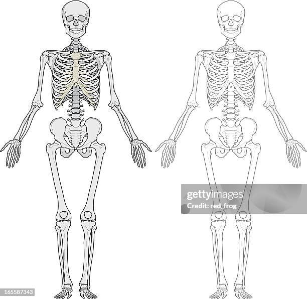 ilustrações, clipart, desenhos animados e ícones de corpo humano, esqueleto - termo anatômico