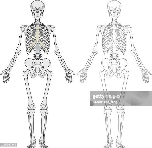 human body, skeleton - physiology stock illustrations