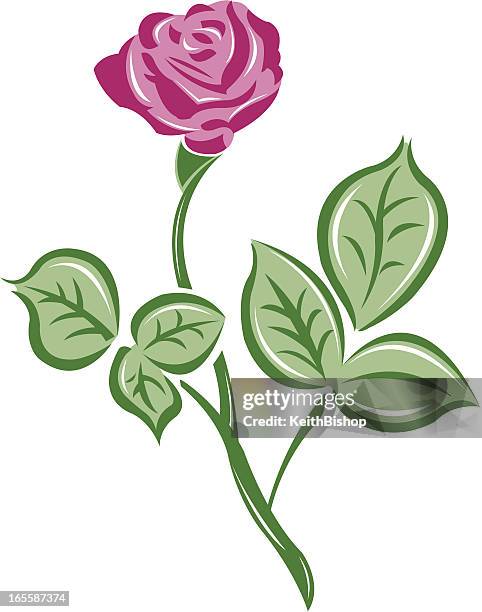 rose bud-blume - dornig stock-grafiken, -clipart, -cartoons und -symbole