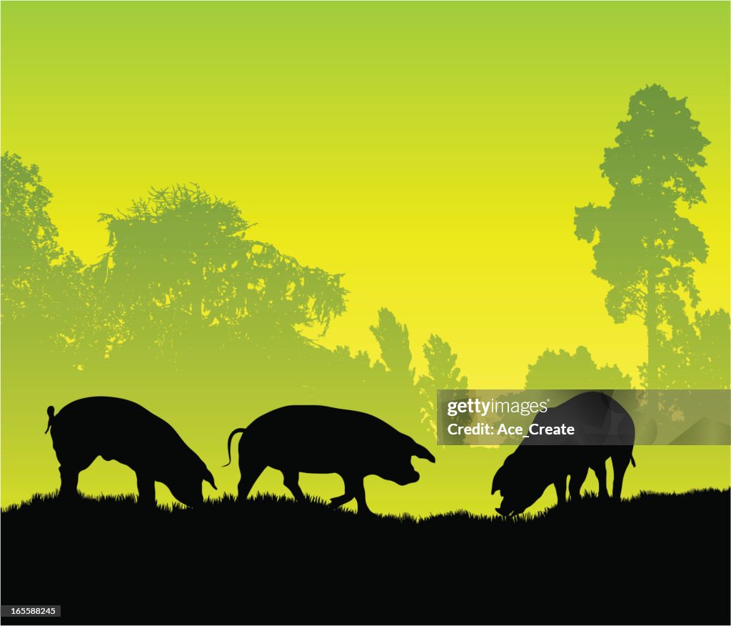 Pig farm silhouette