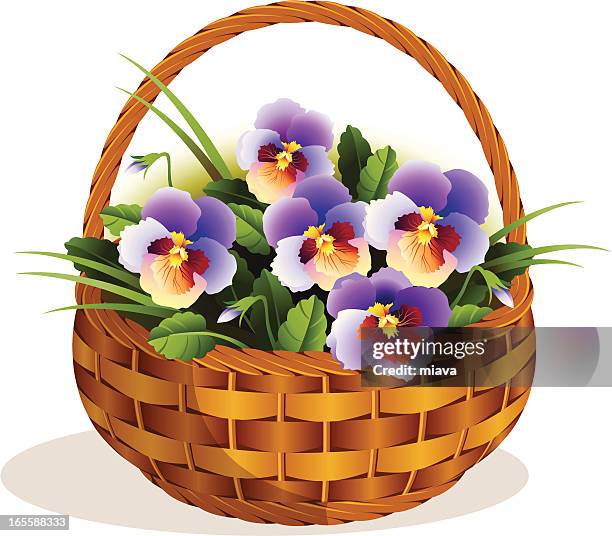 flowers pansies in a small basket - pansy stock illustrations