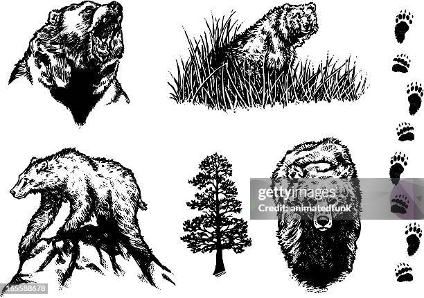 ilustraciones, imágenes clip art, dibujos animados e iconos de stock de bear elementos de diseño - oso