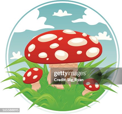 Toadstool Toadstool