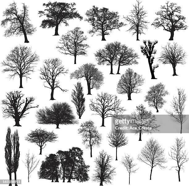 ilustraciones, imágenes clip art, dibujos animados e iconos de stock de colección de silueta de árbol de invierno - árbol de hoja caduca