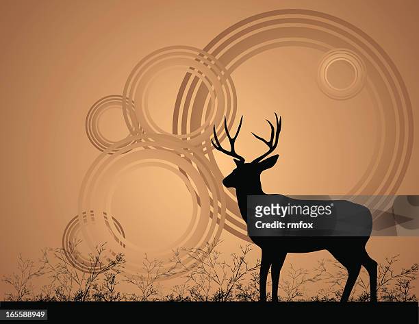 illustrazioni stock, clip art, cartoni animati e icone di tendenza di cervo mulo buck - cervo maschio