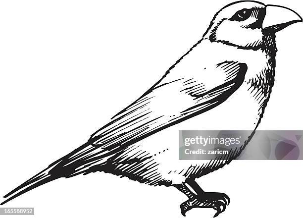 bird - taking pill with water stock illustrations
