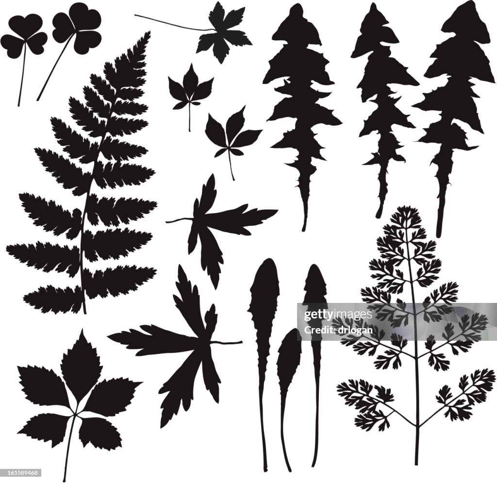 Leaves from the forest floor 2