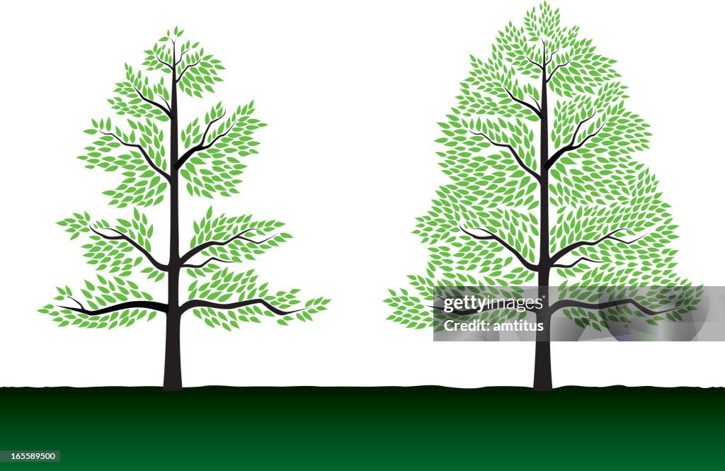 Two Trees High-Res Vector Graphic - Getty Images