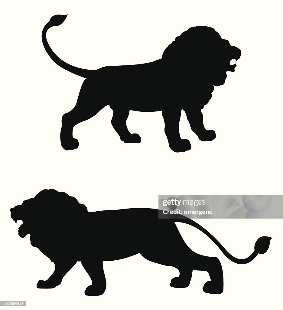 Silhouettes of black lions roaring