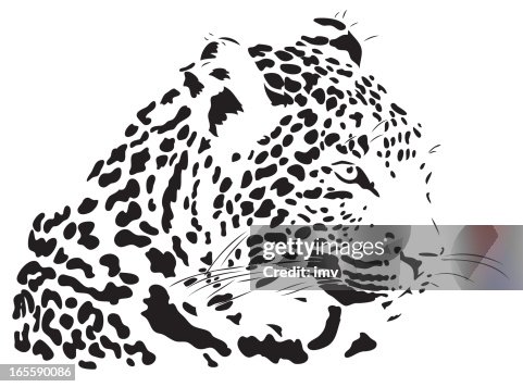 Vector Leopard Front Vector Leopard Vector High-Res Vector Graphic - Getty Images