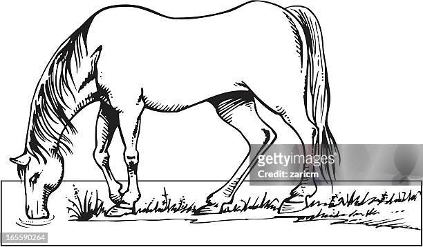 ilustrações, clipart, desenhos animados e ícones de cavalo - mustang wild horse