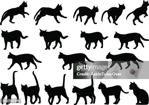 Cats behavior Cats behavior