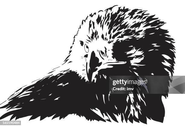 golden eagle portrait - golden eagle stock illustrations