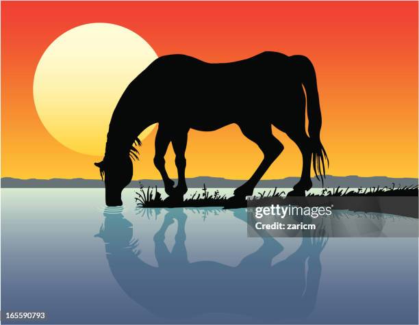 ilustrações de stock, clip art, desenhos animados e ícones de cavalo - nepal