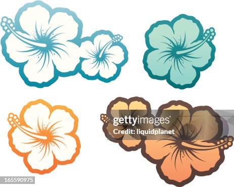 Hibiscus design element Hibiscus design element