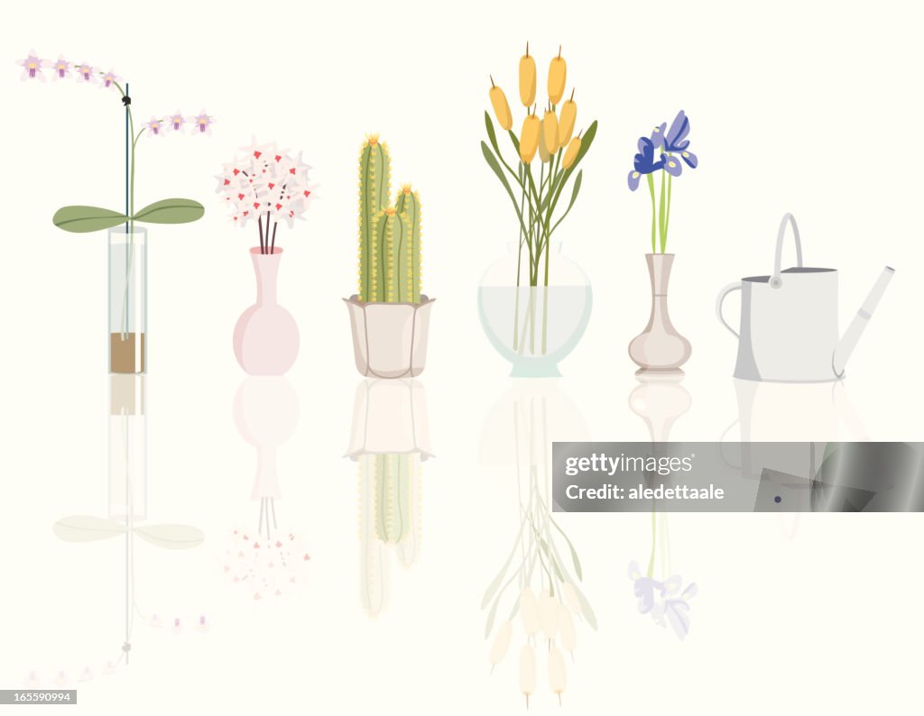 Decorative potted plants