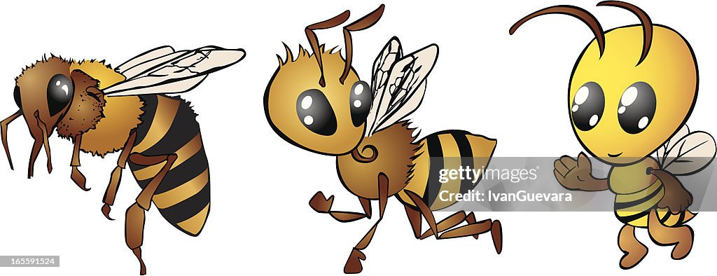 Bee transformation