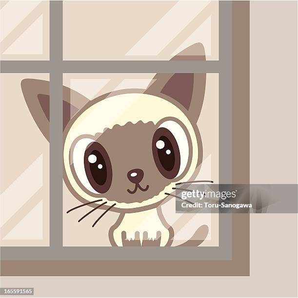 siamese cat in near the window - siamese cat stock illustrations