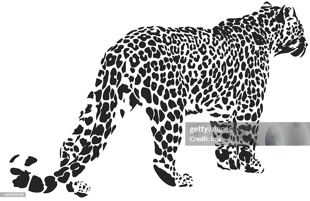 Leopard illustration (Panthera pardus)