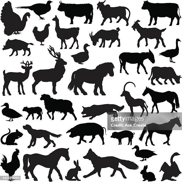 ilustraciones, imágenes clip art, dibujos animados e iconos de stock de colección de silueta de animales de granja - gallito