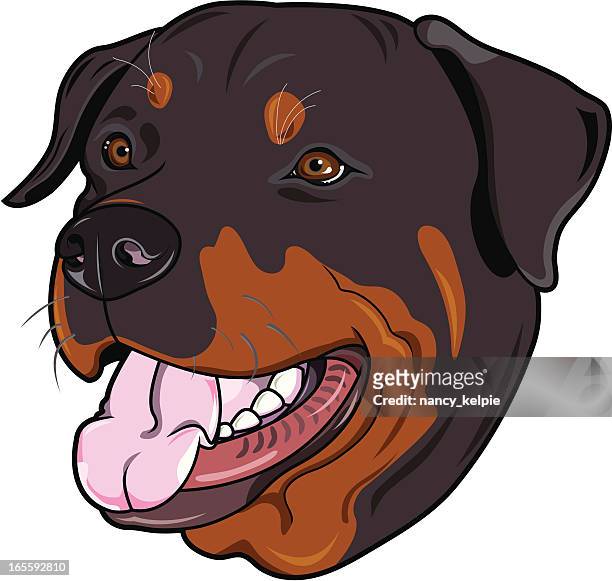 ilustrações de stock, clip art, desenhos animados e ícones de rottweiler (dog - rottweiler