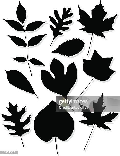 bildbanksillustrationer, clip art samt tecknat material och ikoner med leaf silhouettes of the central us - ash