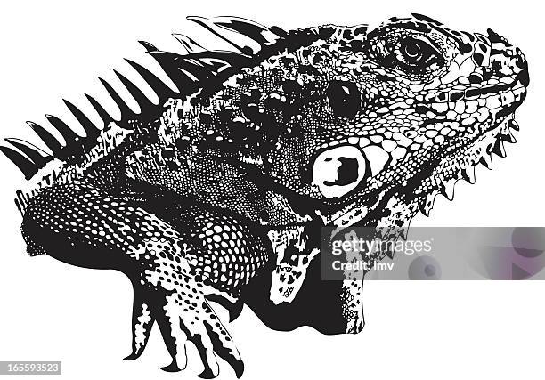 ilustraciones, imágenes clip art, dibujos animados e iconos de stock de iguana ilustración de cara - iguana
