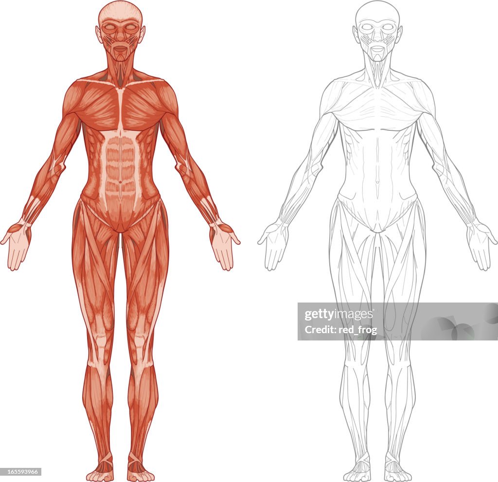 Weibliche Körper Muskeln