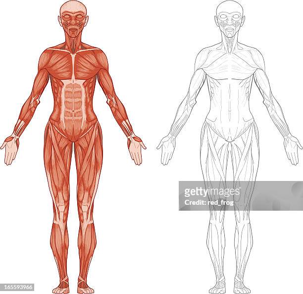 female body, muscles - physiology stock illustrations
