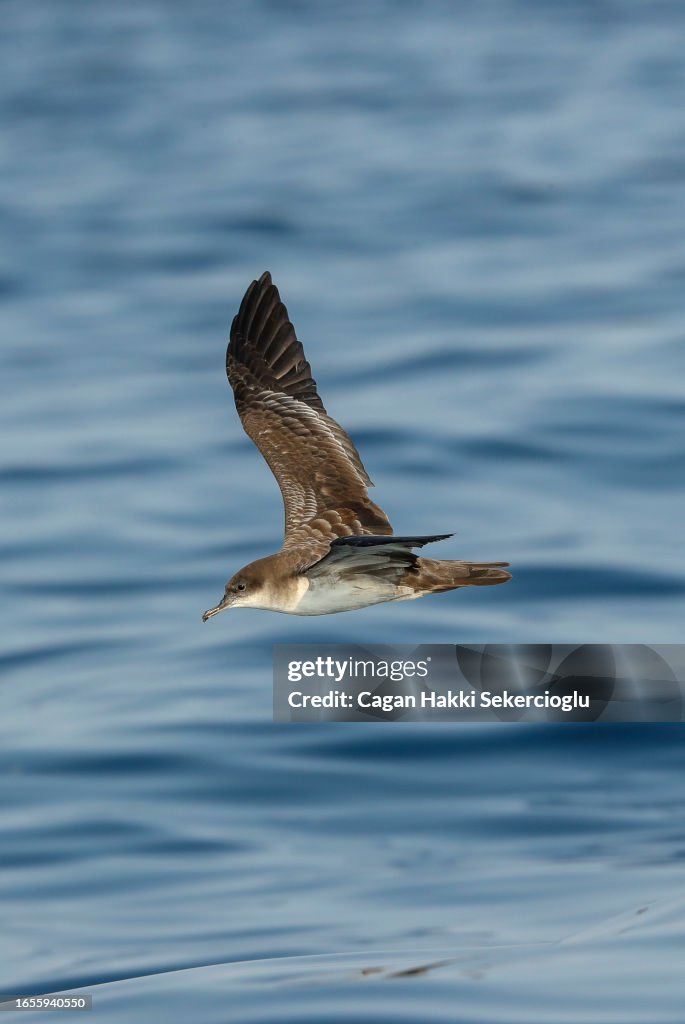A wedge-tailed shearwater