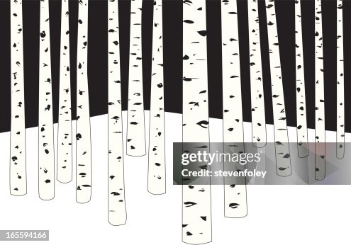 Birch Tree Forest Birch Tree Forest