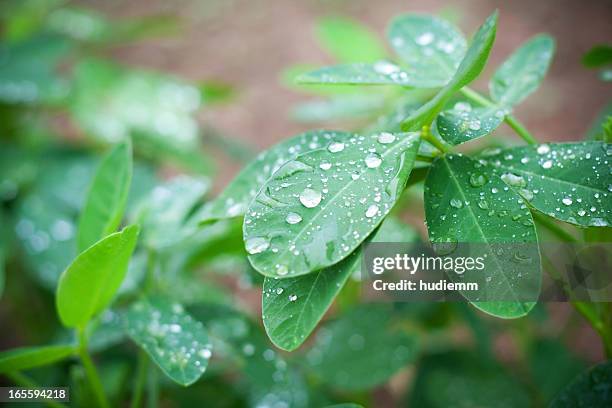 leaf with rain droplets - peanuts field stock pictures, royalty-free photos & images