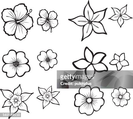 Tropical Flower Line Art High-Res Vector Graphic - Getty Images