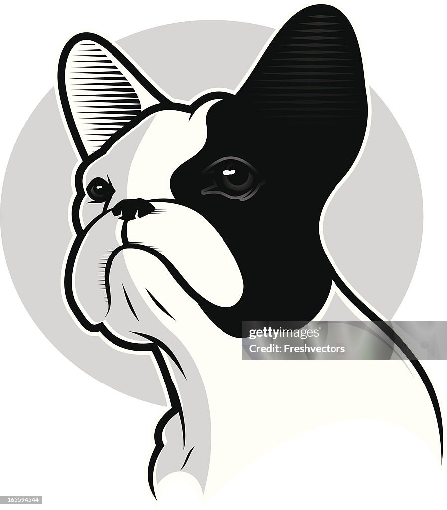 Französische Bulldogge Porträt
