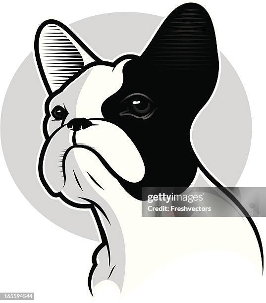 französische bulldogge porträt - bulldogge stock-grafiken, -clipart, -cartoons und -symbole