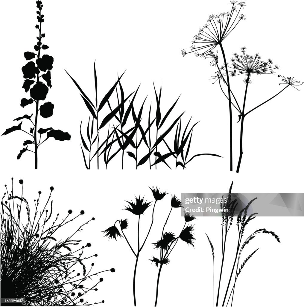 Prado plantas silhuetas