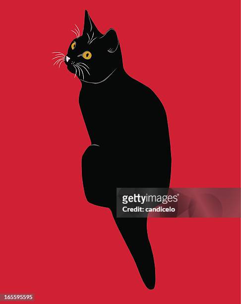black cat or kitten - cat back stock illustrations