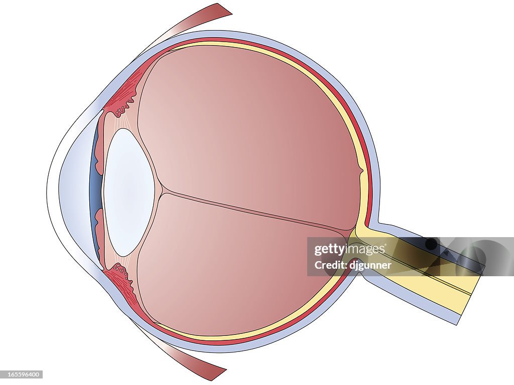 Menschliche Auge Diagramm
