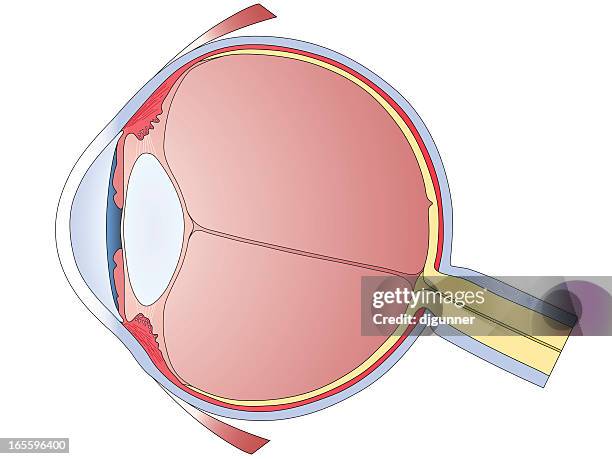 789 Optic Nerve Stock Photos High Biology Diagrams
