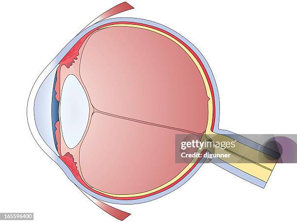 human eye diagram - eye cross section stock illustrations