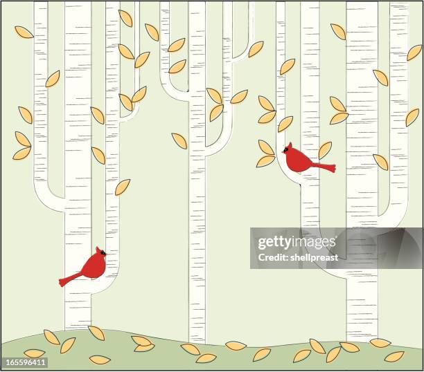 birch tree forest - fall - robin stock illustrations