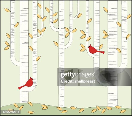 Birch Tree Forest - Fall Birch Tree Forest - Fall