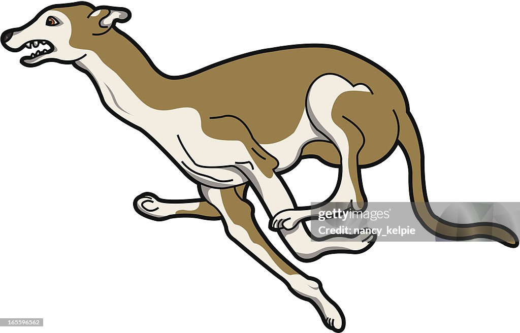 Greyhound