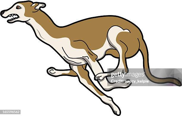 greyhound - nancy brown stock illustrations