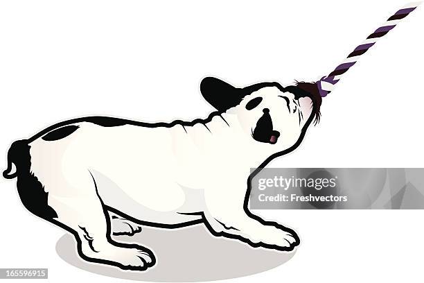 französische bulldogge tugging auf einem seil - mops stock-grafiken, -clipart, -cartoons und -symbole
