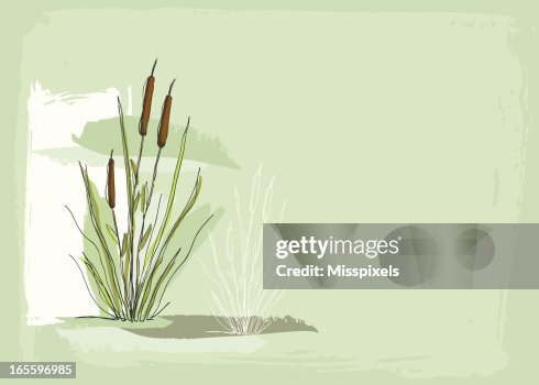 Cattails background Cattails background