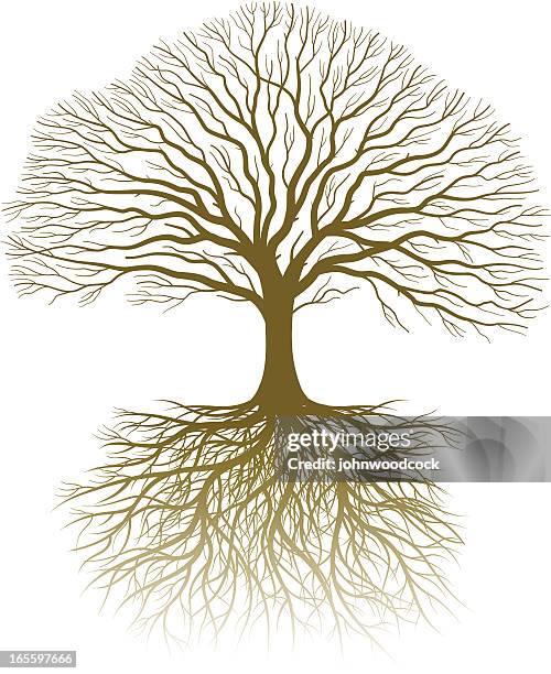 15 526点の根イラスト素材 Getty Images 15 526点の根イラスト素材 Getty Images